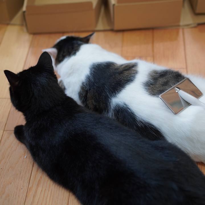 75296a16 7d32 401c 8a96 2320779c9782 1624937707081