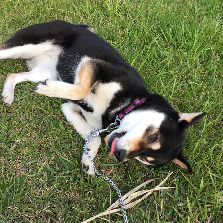 752ac78f f0e1 4294 8141 0e6b50c6061a 1529573912222