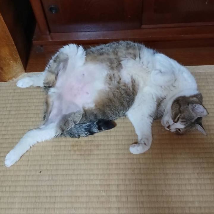 752adbf5 ca3d 4f55 8a85 5ee46a8b6af9 1759737896081