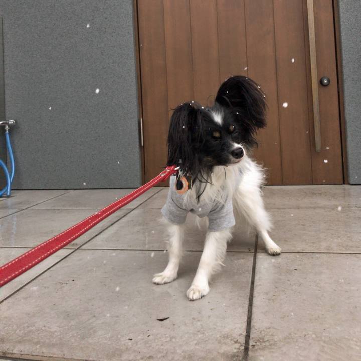 752adc3d 48ba 4bfe be00 ce714c59ade3 1517527480324