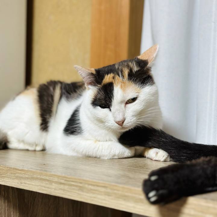 752e0cf4 8a5b 496d a35c ab58ad6237e6 1721864205916