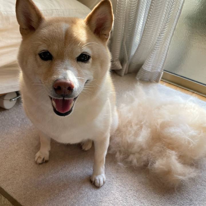 752e1e8b e56c 481c a9a4 306c57c1065a 1726269989479