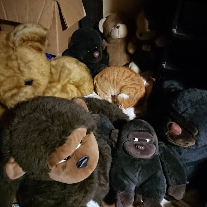 753a1767 6223 4c8c 9dd4 b6932ef42fef 1605957618376