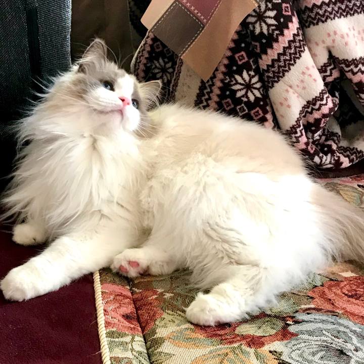 753a4355 680f 44b0 a907 6277d4079c4c 1591445268735