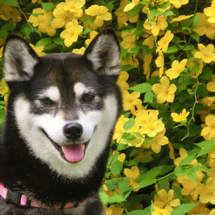 753c227c e66a 4202 b242 18600f29de62 1524778566526