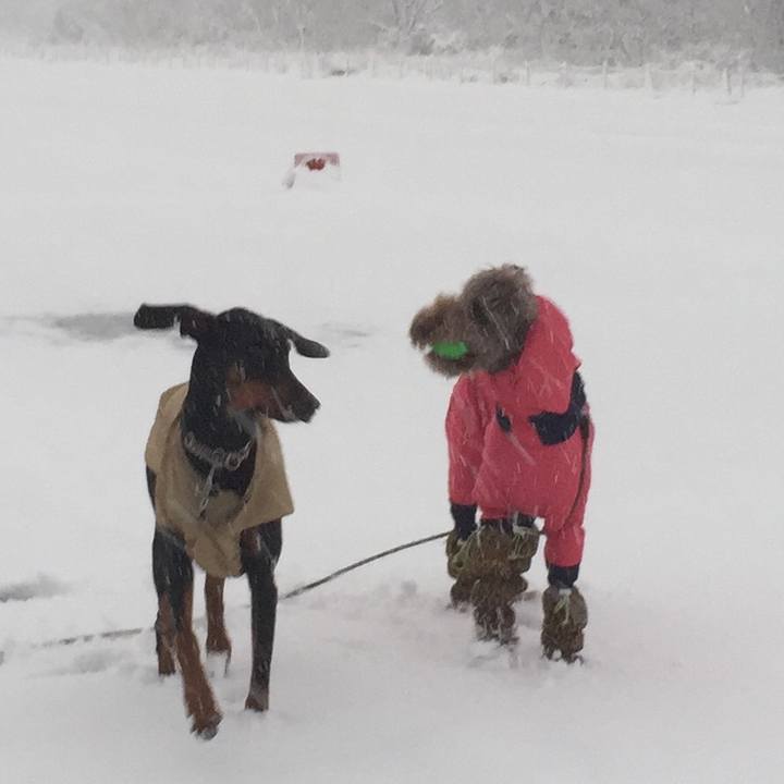 753dd7fd 1022 4665 97a2 362fda4372e0 1516630723256