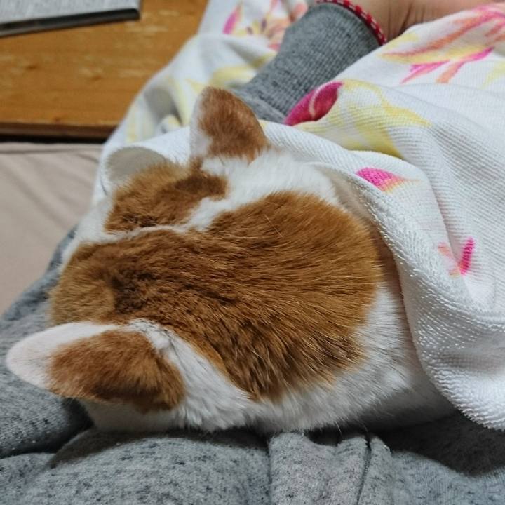 7549d3ca d8ab 4c39 964f c428faa2865a 1546093346717