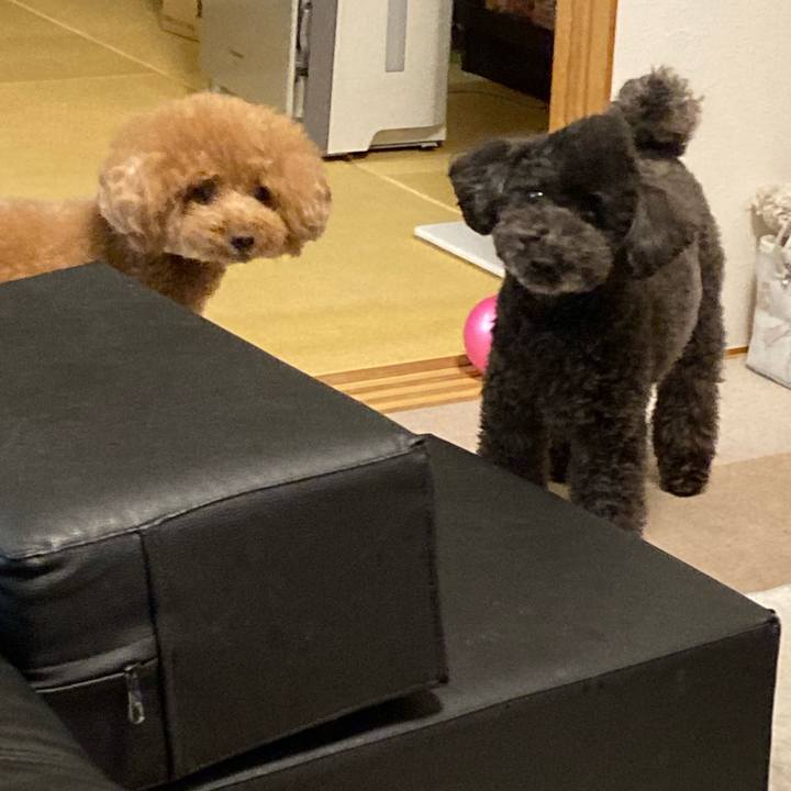 754e4c09 8600 4629 a838 3654dcf067ad 1619628288198