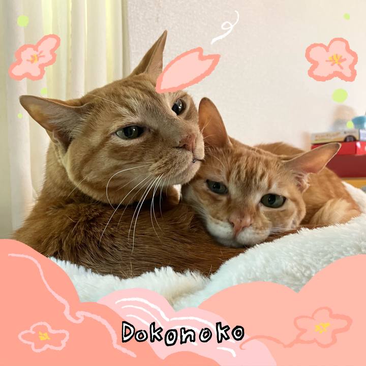 75538fc7 1469 4cef a648 cf807d923528 1775353579242