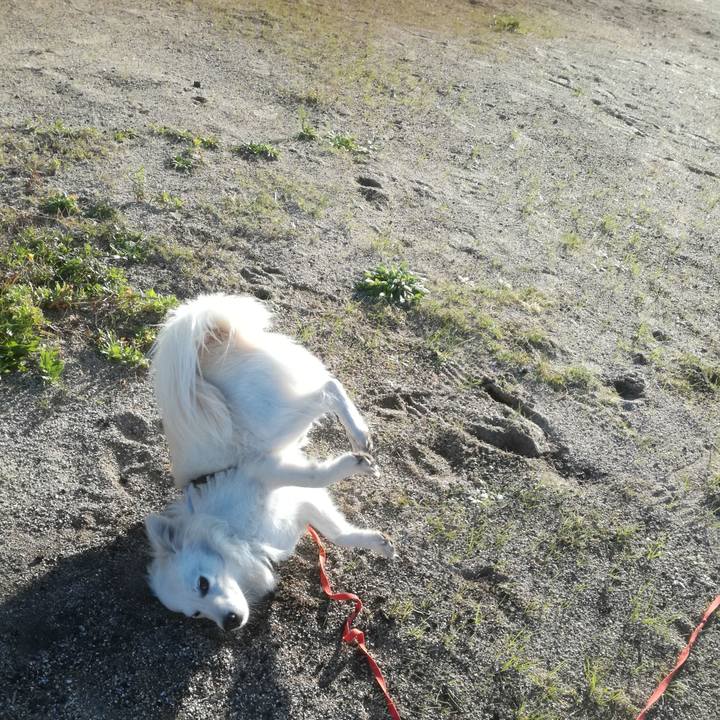 7555a292 6915 4c70 a1d6 2babff2279bf 1509499962607