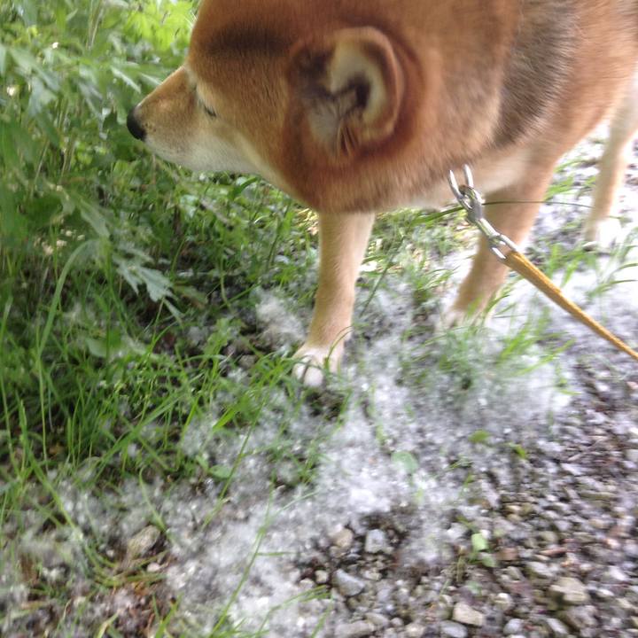 7555e14a 66f6 46dc 8a39 09848e5a41ec 1526032553085