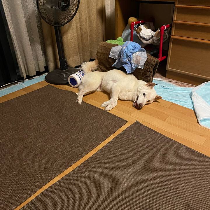 755b4d72 2628 454c 8540 21c37335af96 1661697825693