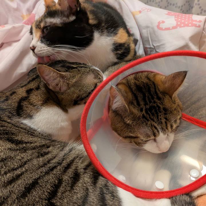 755cde3b 216d 4dde 97c6 29d780795eca 1761546663950