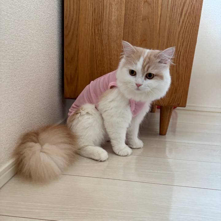 755f809e ecc0 4481 b369 7b9e82da5f86 1758500559392