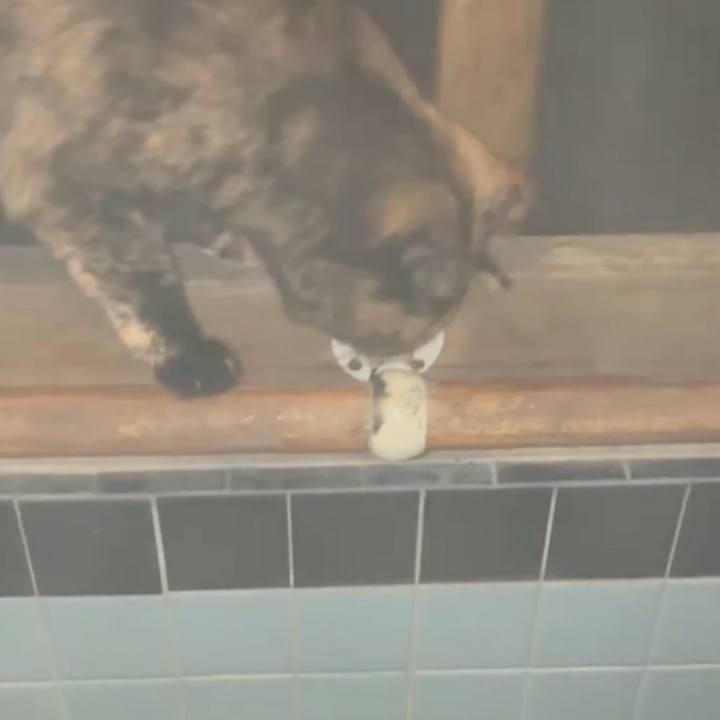 756082d9 042b 4bd3 9da7 417880b7e735 1766608714728