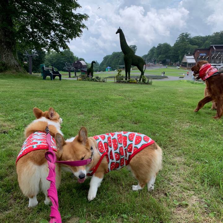 756c8dec d018 4798 b6f7 313426c8eec1 1563347345791