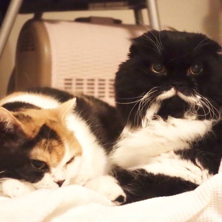 757e1a1b a090 45e3 ba65 a1113099166c 1513215881631