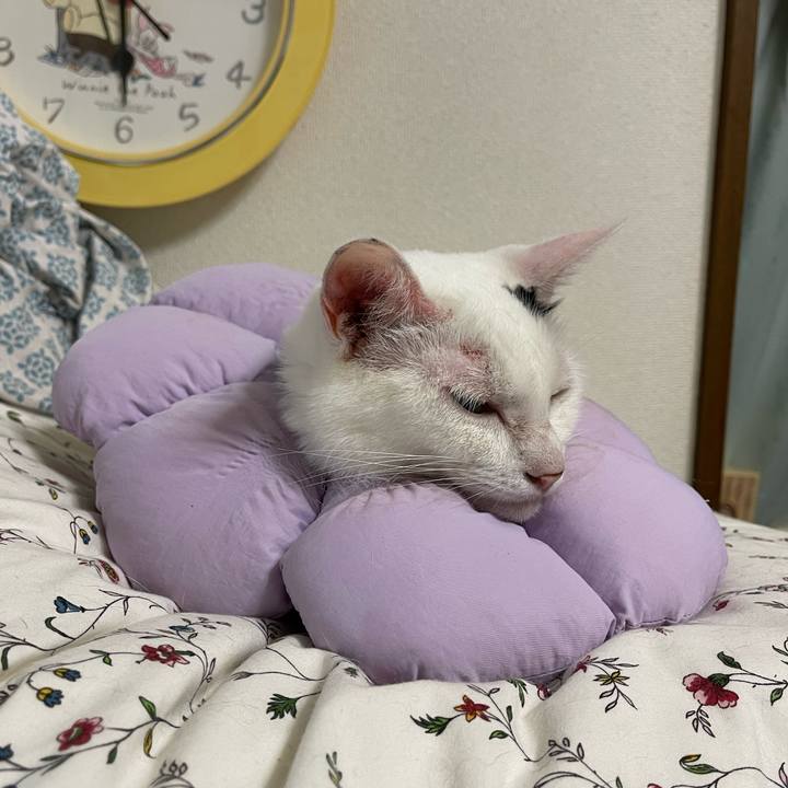 757e56fd 5521 4f5f a8ce 631ab1200c77 1760914227926