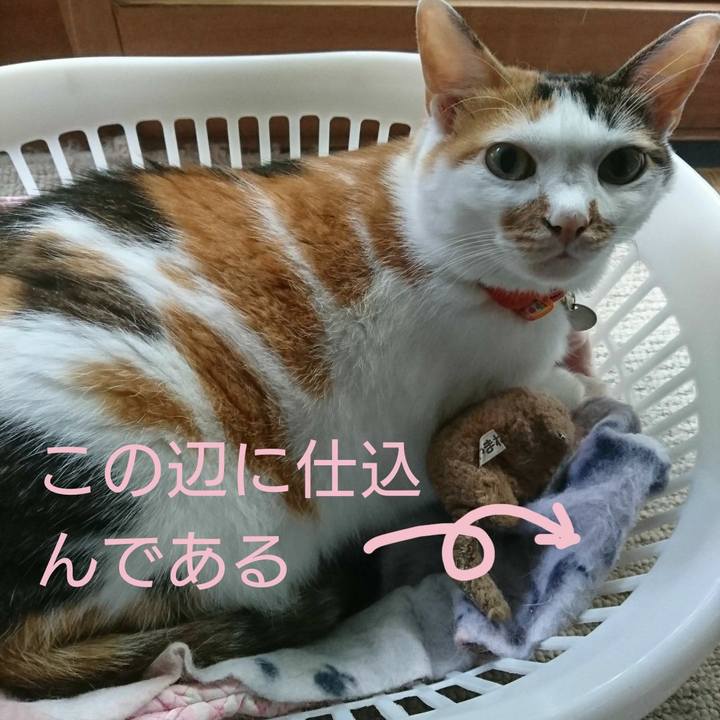 757ffbd0 6982 418c a444 5e1d8b427d5a 1532416162717