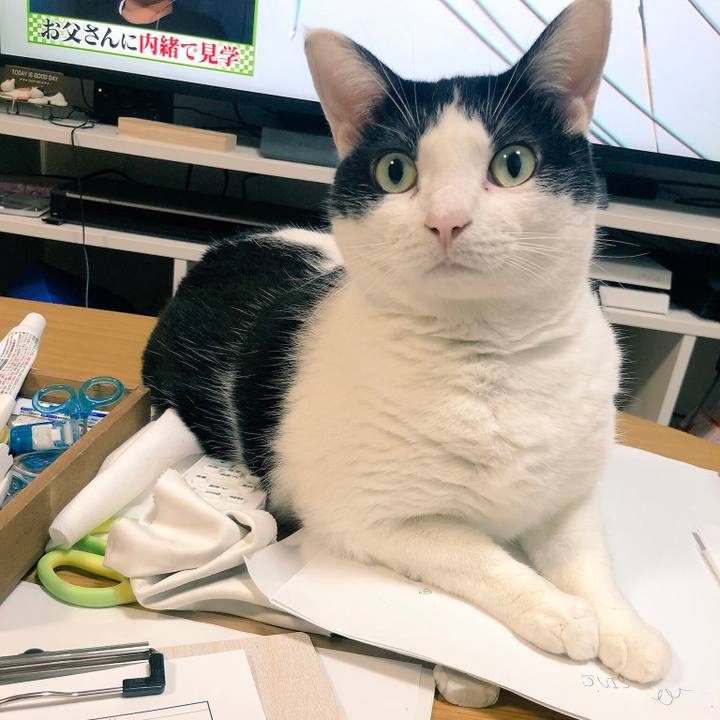 7581ace9 dd8b 499d b3dc 12f88db26955 1539333911736