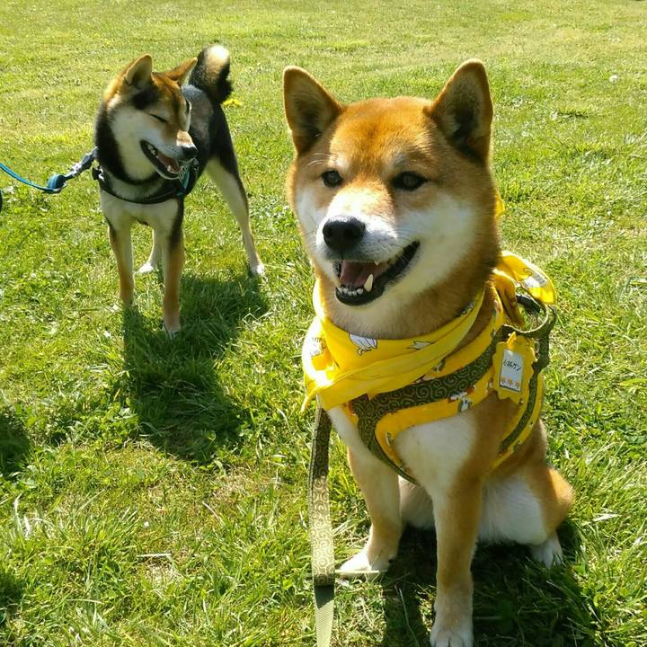 75839412 3cda 47ab a04a 0cfc9d8fcb80 1523159326154