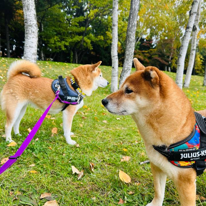 75850ff5 24c4 4138 991a 8833a71effdd 1761446539348