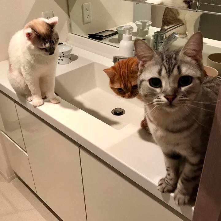 7588873a 8c4e 4721 80b6 f74aef59049f 1522674271056