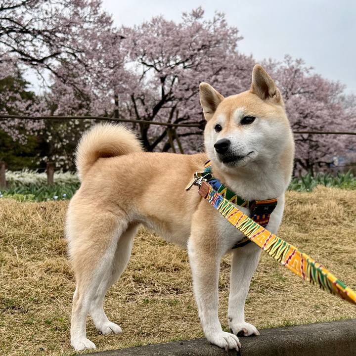 758acae4 271d 42d8 8e96 f5b2421de231 1774581389045