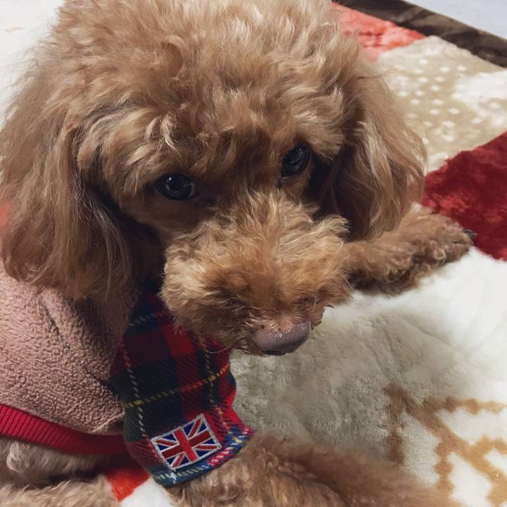 758c4a12 3c3e 4f53 acc6 18d41add0807 1546230442281