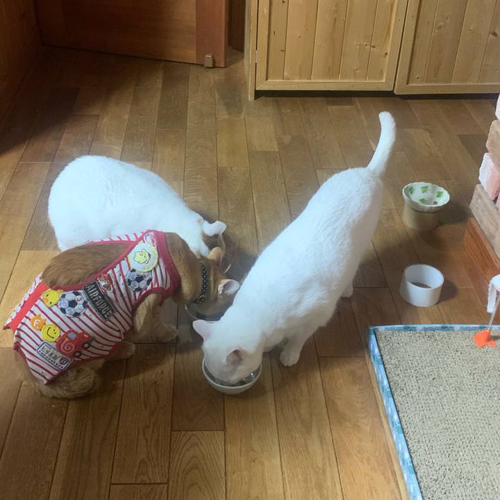 75911867 ac15 4eef a524 c3f5578eb38f 1584136610338