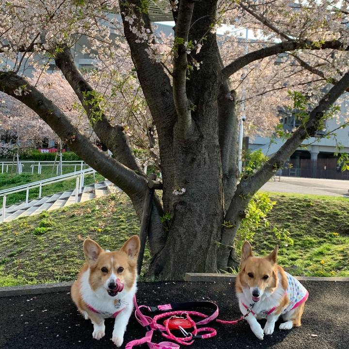 75974a04 1011 41aa a18e 8313c1799889 1585897307755