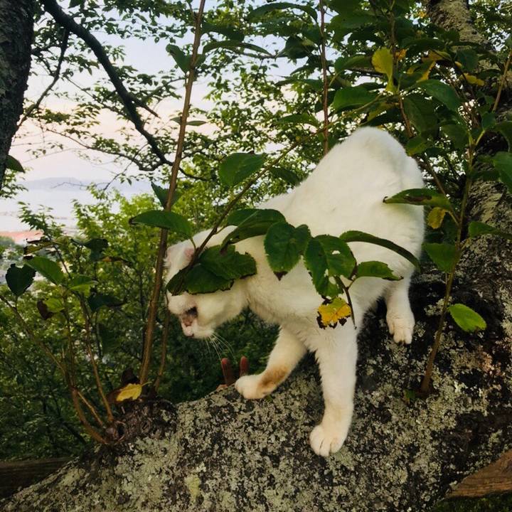 7597a800 b7d3 4da1 962f d82ddd1ff29b 1532316555748