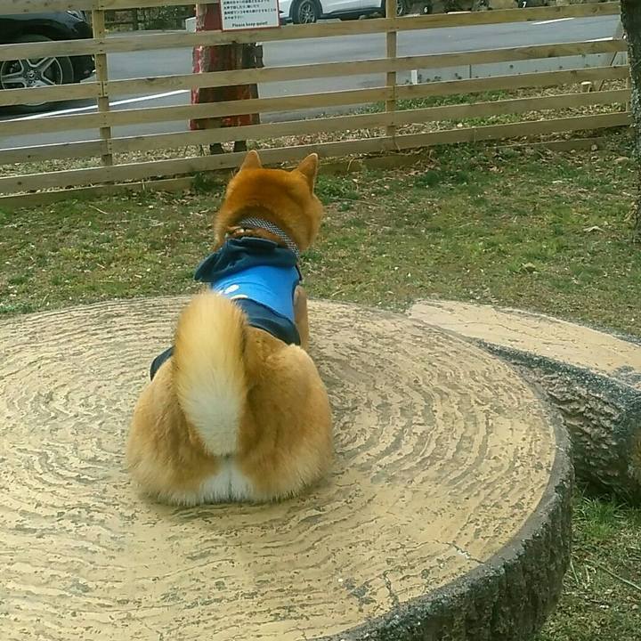 759db923 bd37 481a 8bfd e3cc8ef12a8a 1552213586645