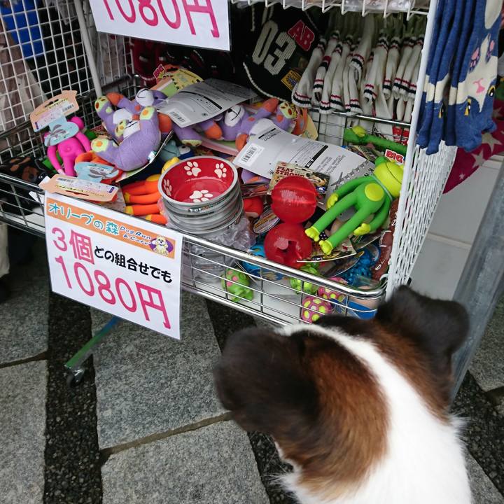 75a05c53 c80f 439a 910e 58f520aad8f4 1507954111136