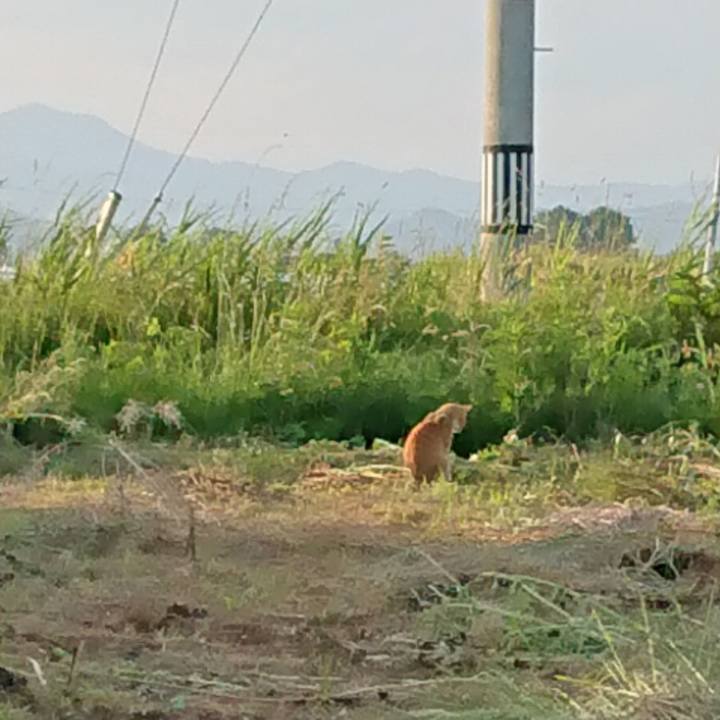 75a1d715 87c7 4f62 b3d5 f4cd89a792c1 1592211537688