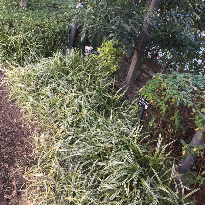 75a3e784 9fa9 496b 9f82 525fd3f799af 1543123985653