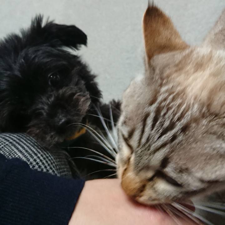 75a531cb c3f1 4c7c b08f d86154d15383 1513600215137