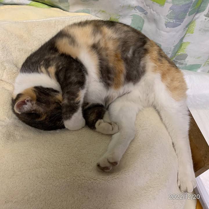 75a55f62 bb16 40bd b81a ab54a318feac 1671545722088