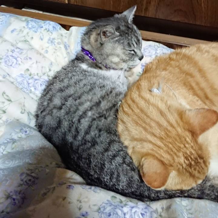 75b067ba b04b 4edf 8b4c 46aa3b9d2929 1589028010010