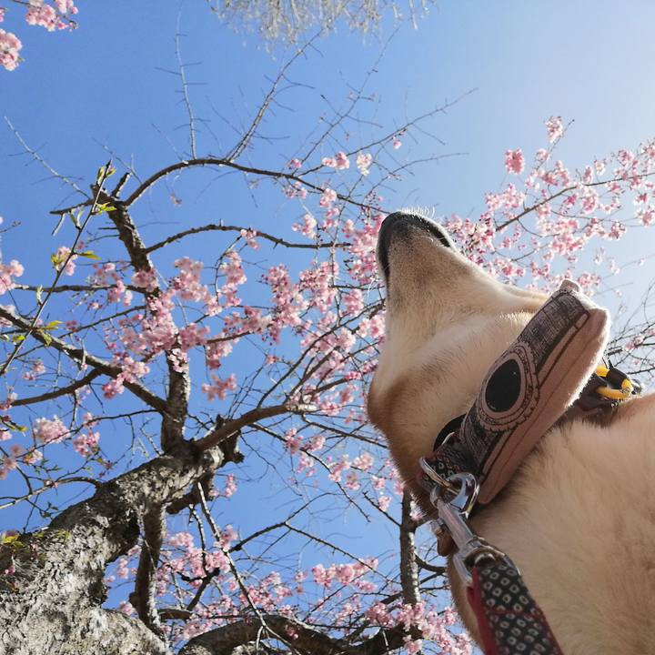 75b24ac4 97b3 4d0b afa7 4a39693c8891 1585787568821