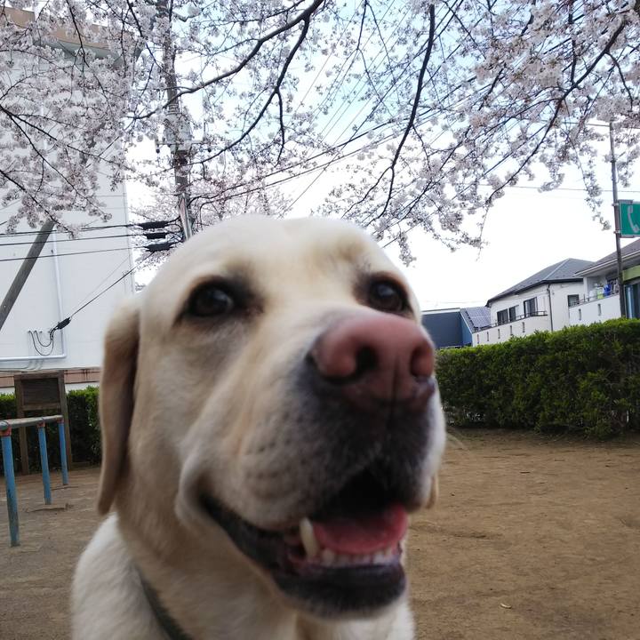 75b531fc 759d 471d abbc ec6f8a7f6932 1553737471058