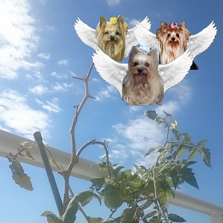 75ba4195 dc0e 4ed0 86ce 4fd72c3325b2 1597187071586