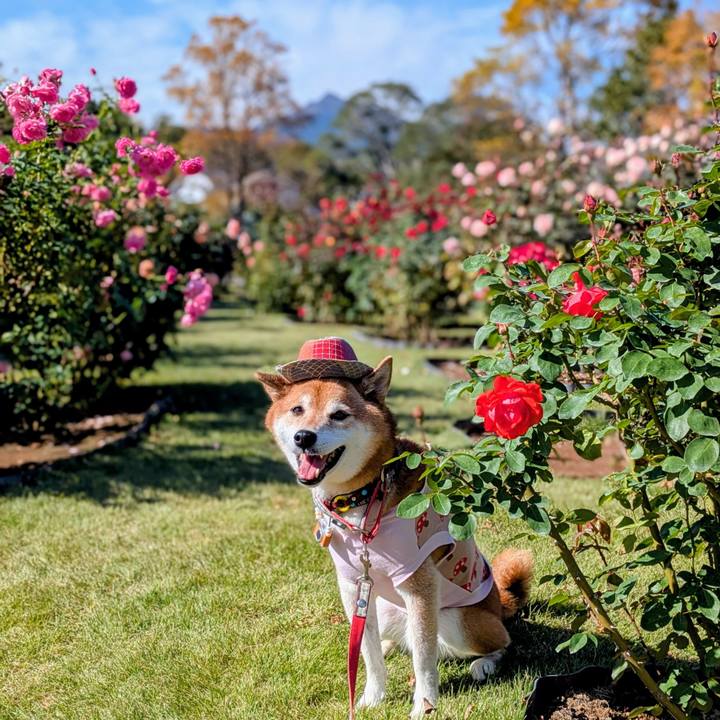 75bb68d9 ddf7 49da 9066 e7a09b5030fd 1762995975166