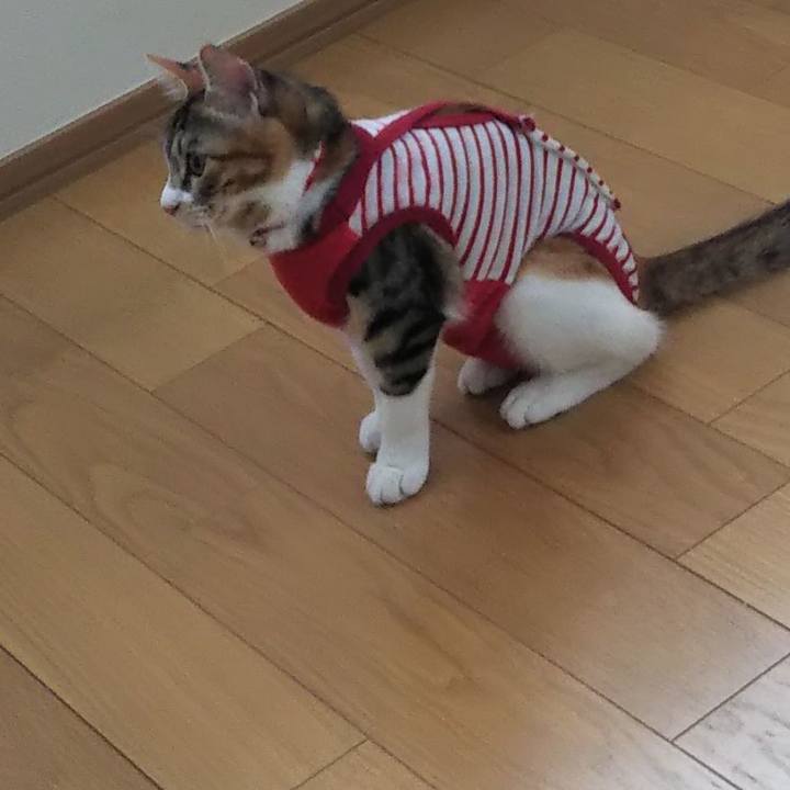 75bdf60c b3b4 456a a7c5 f5d7a8a253b1 1634865246112