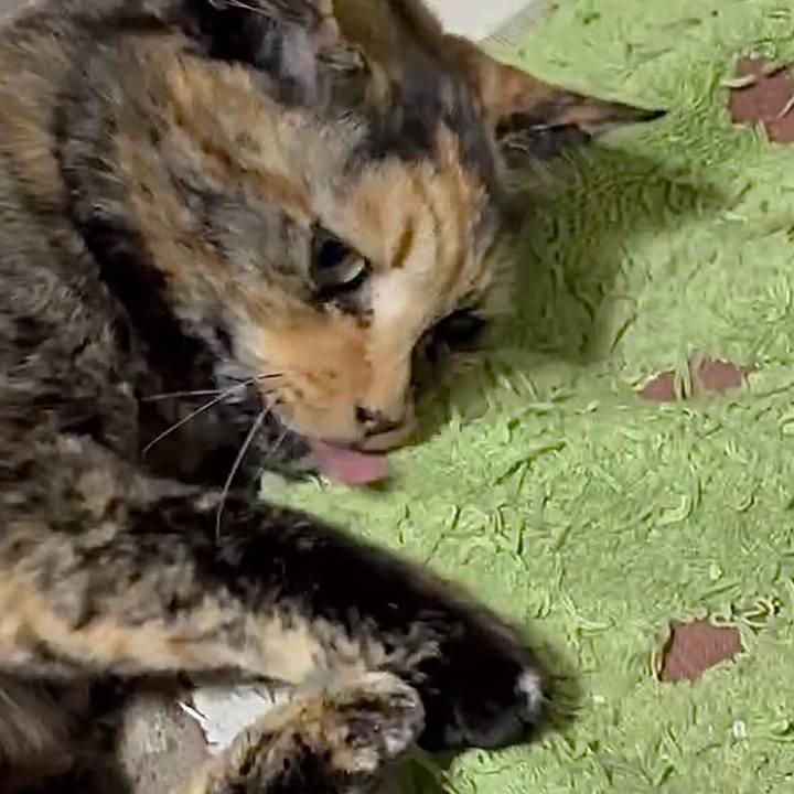 75bf00fb 31b9 4993 9770 0b85b6b7aa2e 1770754980005