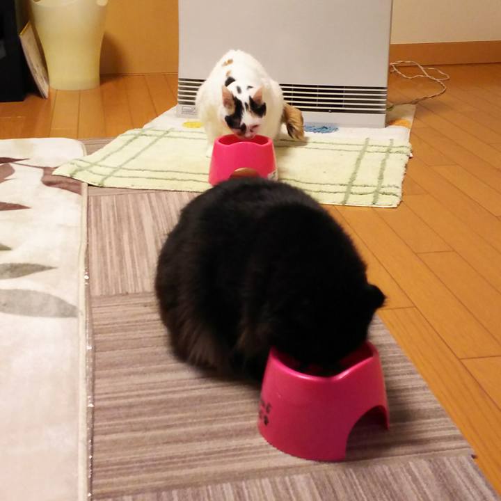 75c1cd62 10a3 4493 90f4 b717a4ea7ed6 1519291568102