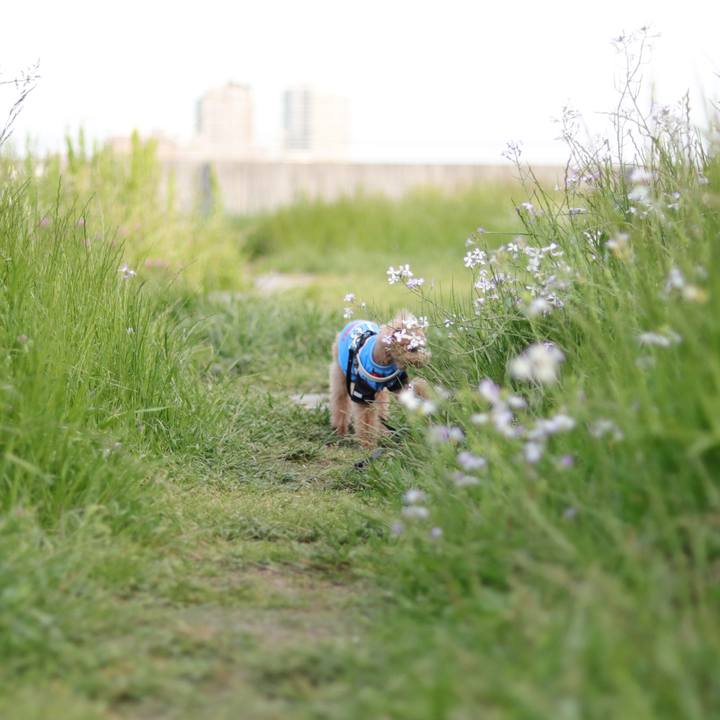 75c20179 a07a 4096 8b53 f0e42c62651d 1620127398541