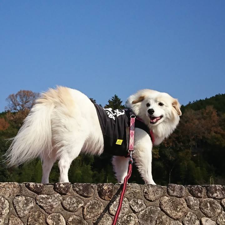 75c335e7 db9d 4720 8757 67733cf076af 1543719627551