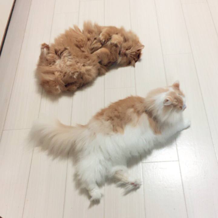 75c5b837 6cab 41d9 8f40 2184070ffb87 1508729537839