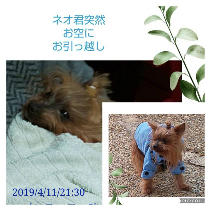 75c8f44c f2ca 4c94 a720 fc293b8ff8c5 1555115350649